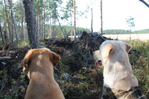 Pojat tiesi heti ketä tuijotella - varmin pujottaja Toni Peltoniemi ;)
