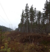 Savu nousee heti aamusta.