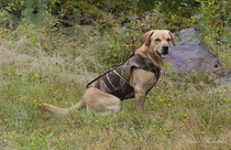 Ristus pysähtyy käskystä.