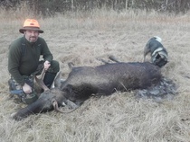 Arin toinen sonni tälle syksyä. Kaatonumero 7.