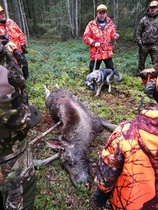 Maurin vasa. Kaatonumero 16.