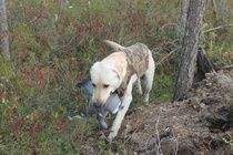 Hele palauttaa kyyhkyä